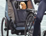 Beagle siedzi w przyczepce rowerowej, gotowy na wspólną przejażdżkę. Pies na rowerze to świetny sposób na aktywne spędzanie czasu.