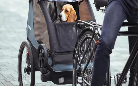 Beagle siedzi w przyczepce rowerowej, gotowy na wspólną przejażdżkę. Pies na rowerze to świetny sposób na aktywne spędzanie czasu.