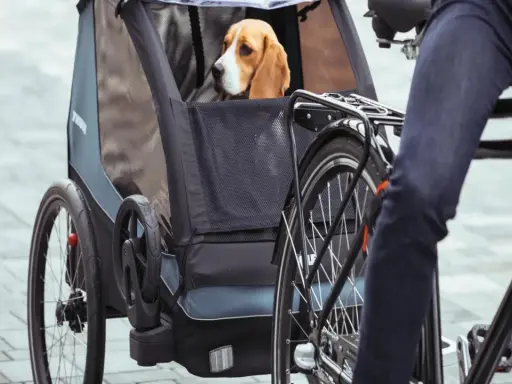 Beagle siedzi w przyczepce rowerowej, gotowy na wspólną przejażdżkę. Pies na rowerze to świetny sposób na aktywne spędzanie czasu.