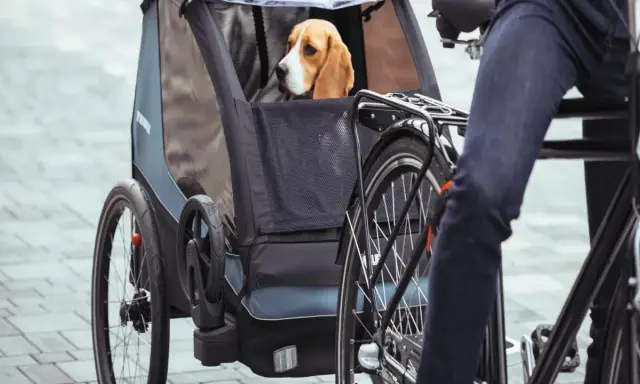 Beagle siedzi w przyczepce rowerowej, gotowy na wspólną przejażdżkę. Pies na rowerze to świetny sposób na aktywne spędzanie czasu.